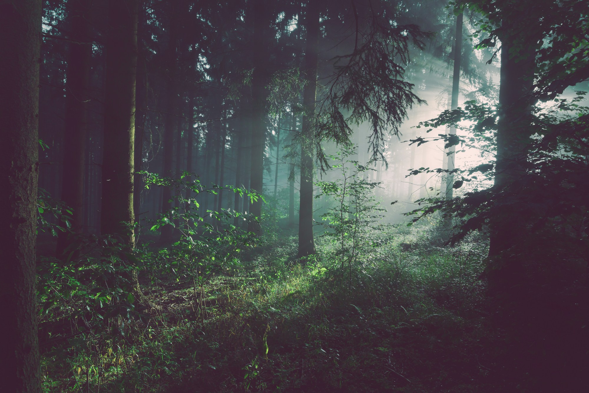 Sonnenlicht fällt durch den Wald auf den grünen Waldboden